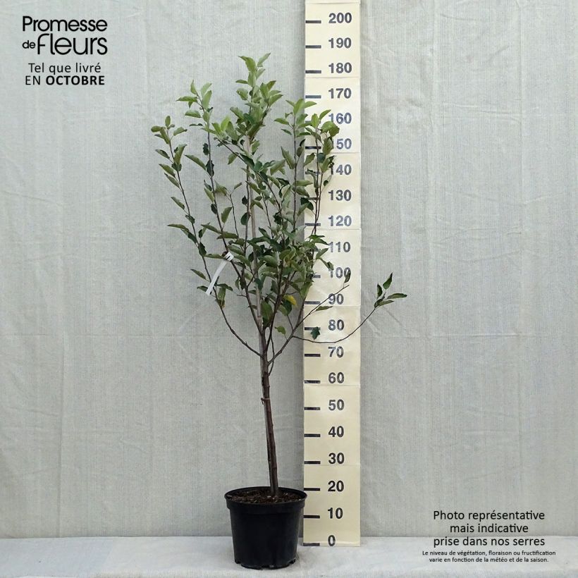 Exemplaar van Appelboom Melrose Pot van 7,5 l/10 l, Kelkvormig zoals geleverd in de herfst