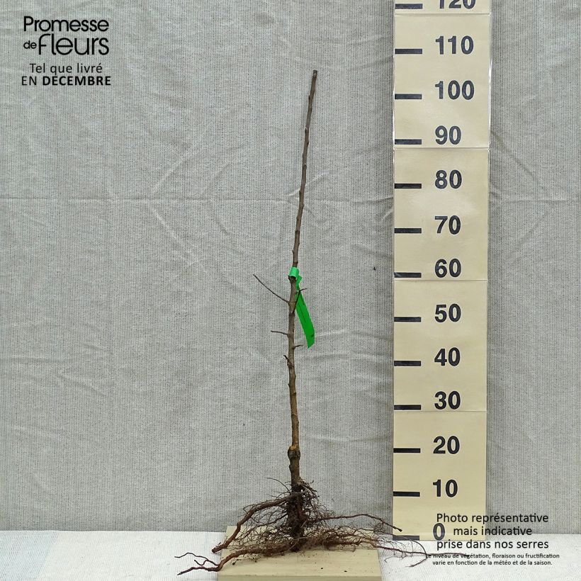 Example of Appelboom Museau de Lièvre Naakte wortel, Onderstam as you get in hiver
