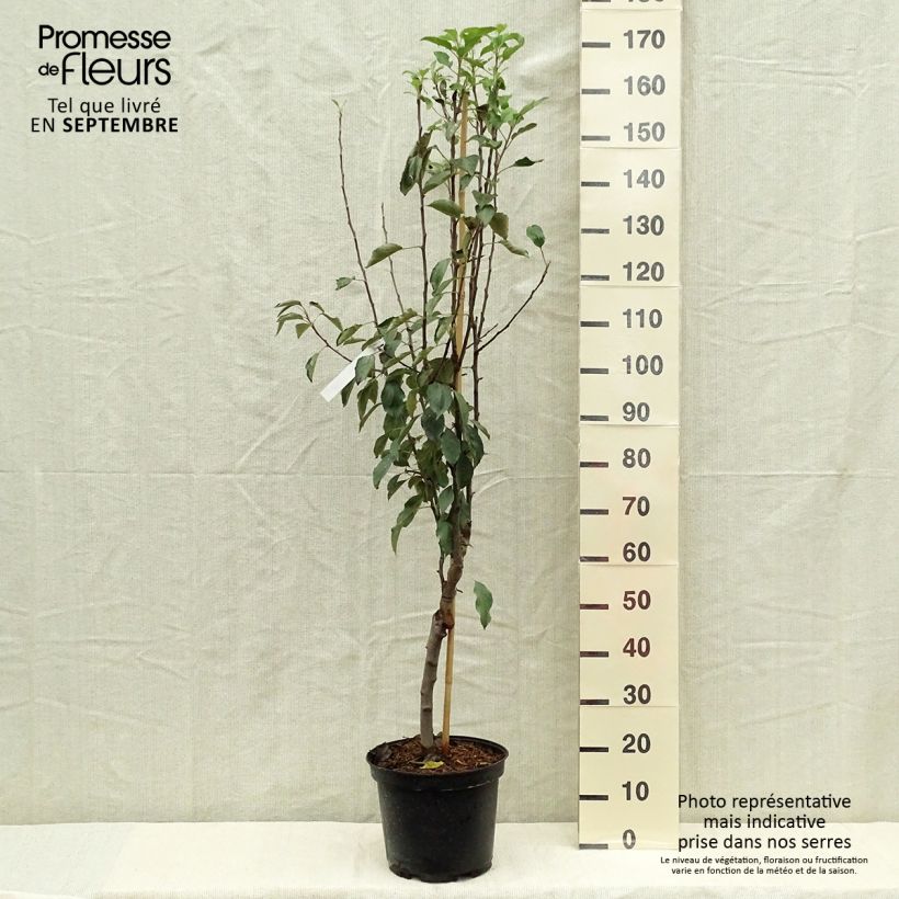 Exemplaar van Appelboom Museau de Lièvre Pot van 7,5 l/10 l, Kelkvormig zoals geleverd in de herfst