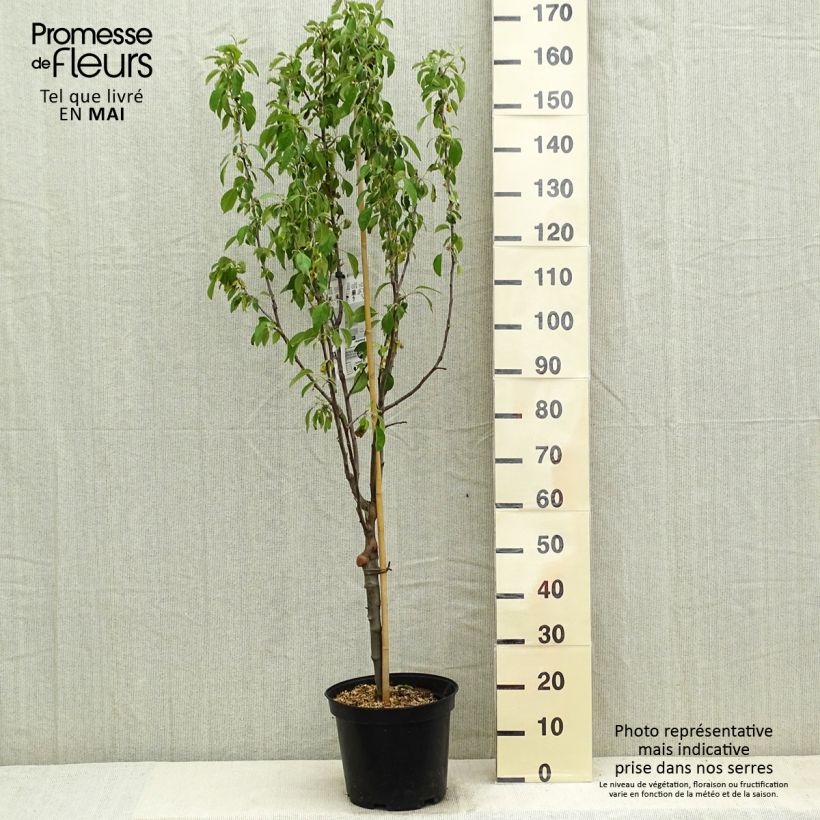 Example of Appelboom Museau de Lièvre Pot van 7,5 l/10 l, Kelkvormig as you get in printemps