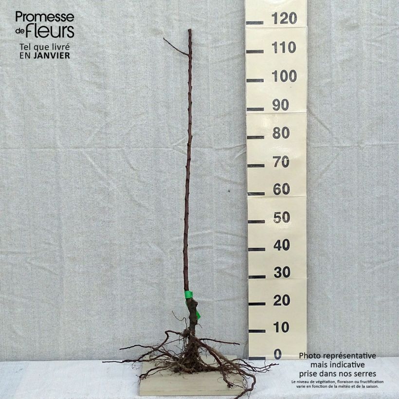 Exemplaar van Appelboom Pigeonnet de Jerusalem BIO Naakte wortel, Onderstam zoals geleverd in de winter