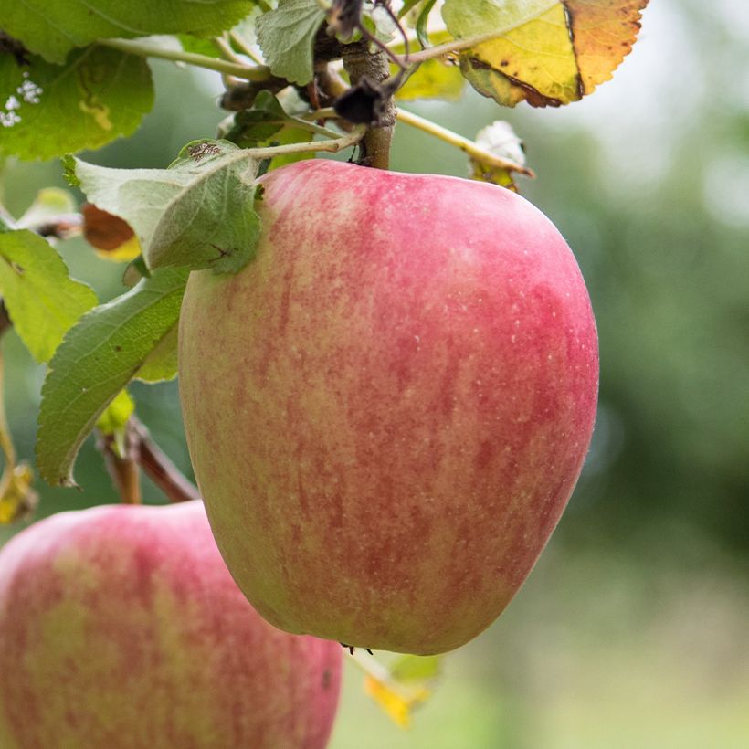Appelboom Pigeonnet de Jerusalem BIO (Oogst)