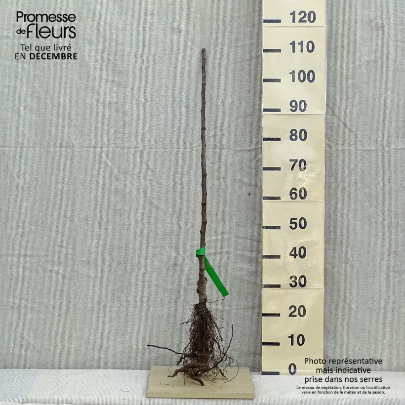 Exemplaar van Appelboom Rambour d'Hiver Naakte wortel, Onderstam zoals geleverd in de winter