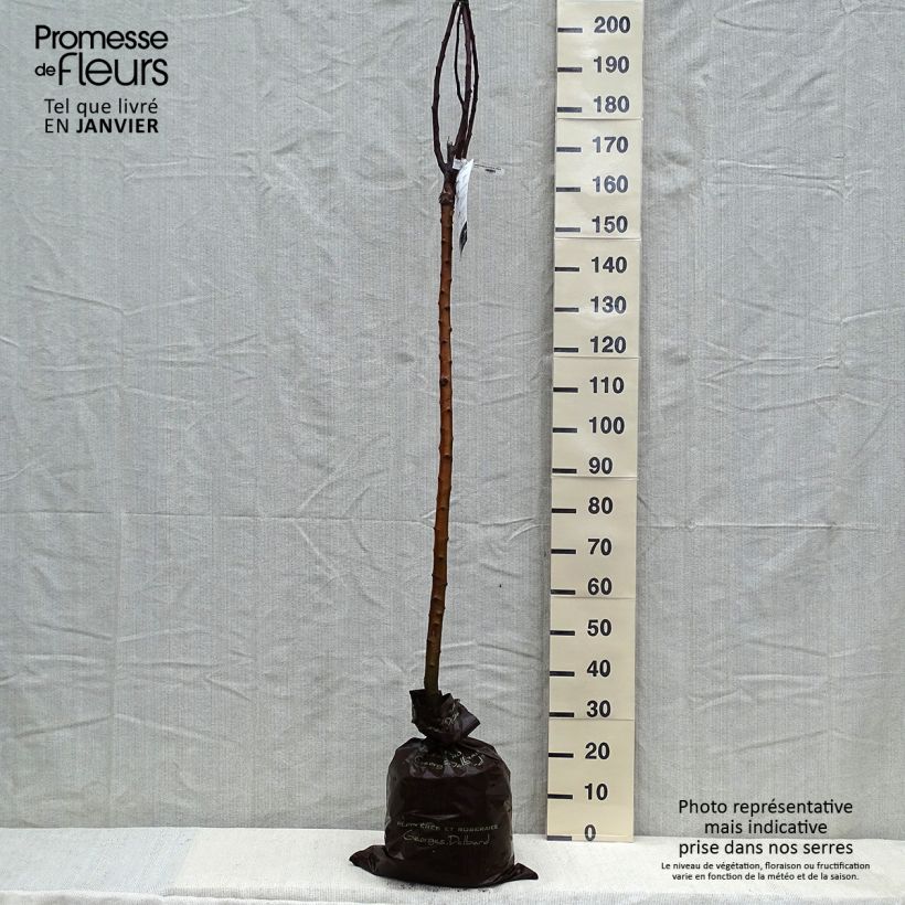 Exemplaar van Pommier Rambour d'Hiver  Motte "Prêt-à-planter", Demi-Tige zoals geleverd in de winter