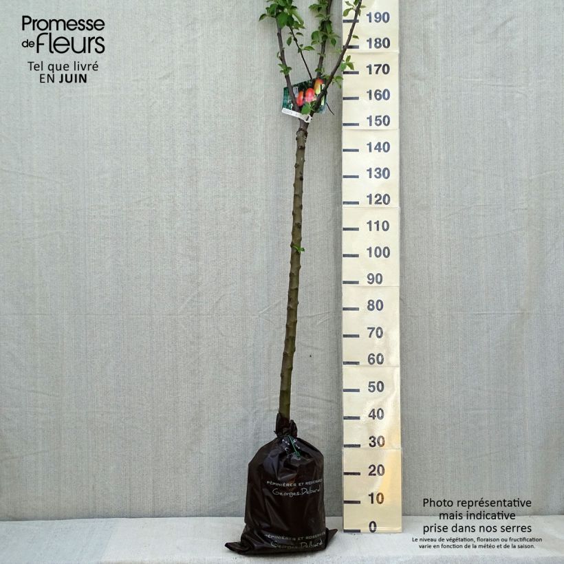 Exemplaar van Appelboom Rambour d'Hiver Plantklare kluit, Half-hoge stam zoals geleverd in de lente