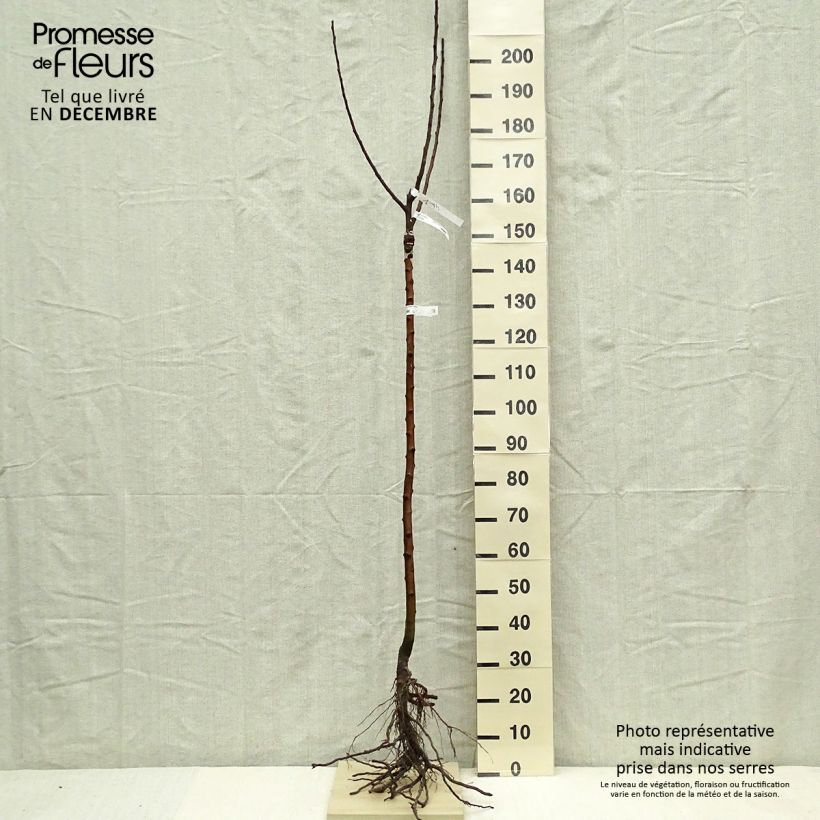 Exemplaar van Appelboom Rambour d'Hiver Naakte wortel, Half-hoge stam zoals geleverd in de winter
