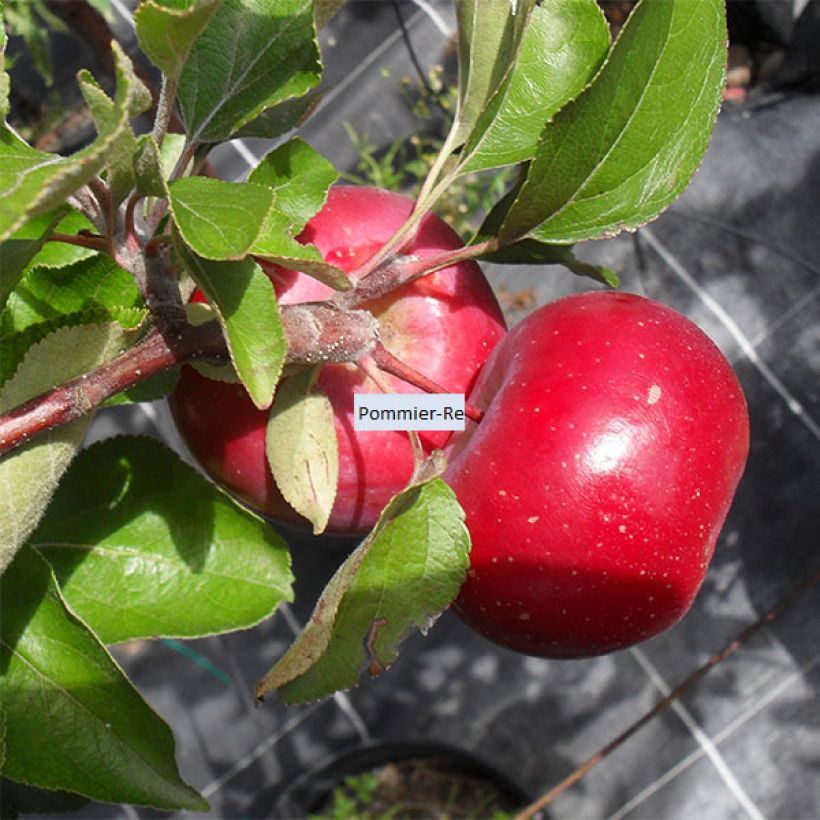 Appelboom Red Love (Oogst)