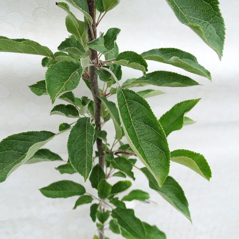 Appelboom Regali - Georges Delbard (Blad)