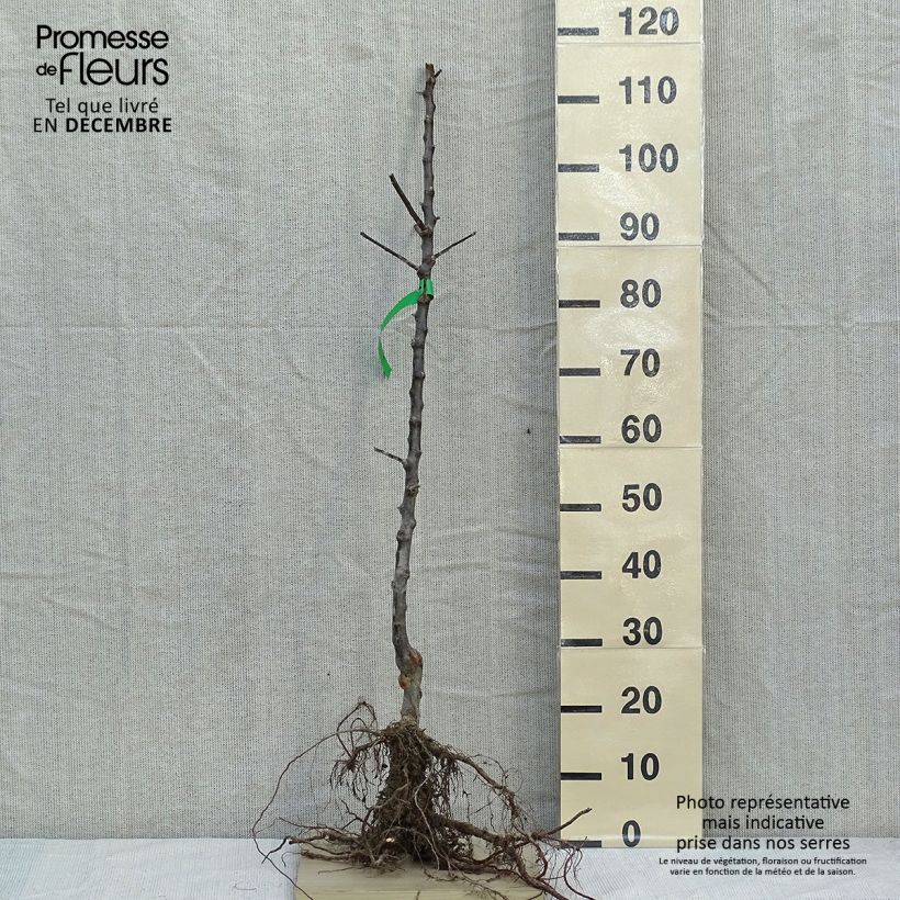 Exemplaar van Appelboom Reine des Reinettes BIO Naakte wortel, Onderstam zoals geleverd in de winter