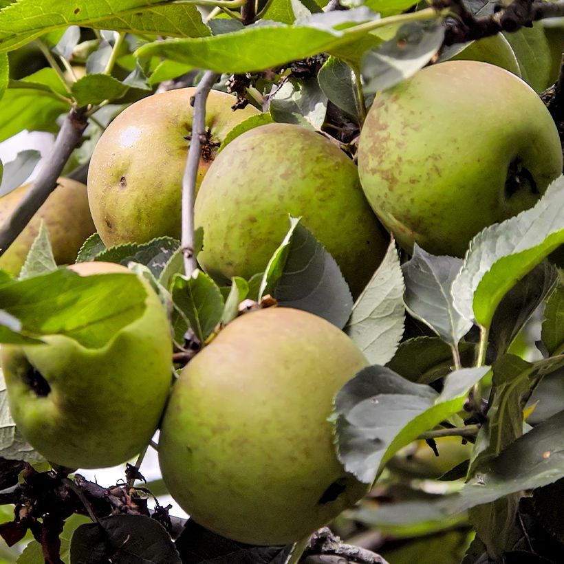 Appelboom Reinette Blanche de Chatellerault (Oogst)