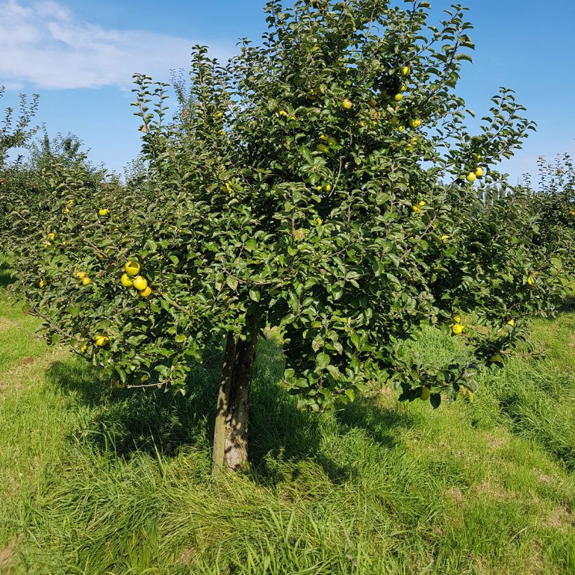 Appelboom Reinette Blanche du Canada (Groeiplaats)