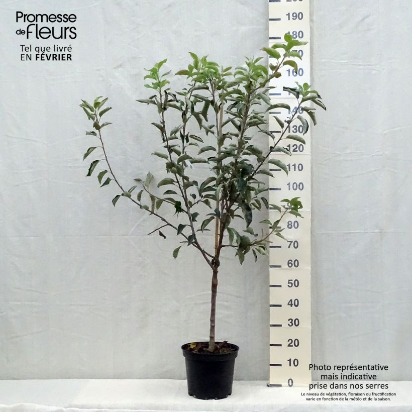 Exemplaar van Appelboom Reinette Clochard Pot van 7,5 l/10 l, Kelkvormig zoals geleverd in de herfst
