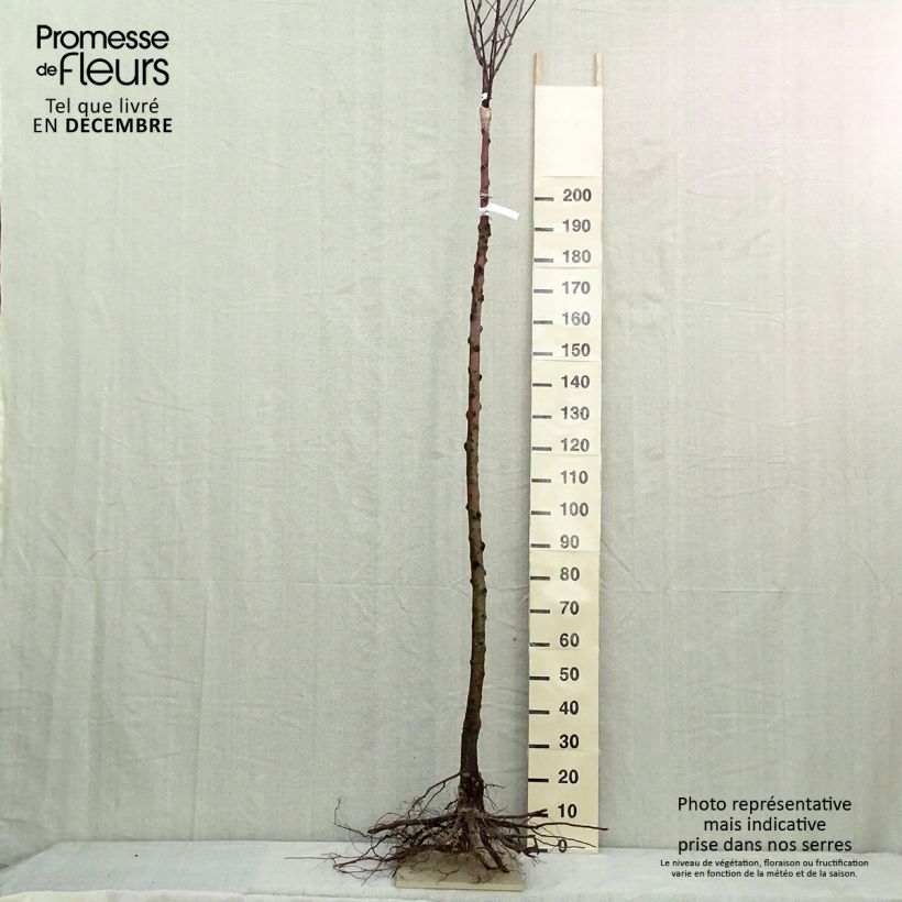 Exemplaar van Appelboom Reinette de France Naakte wortel, Hoogstam zoals geleverd in de winter