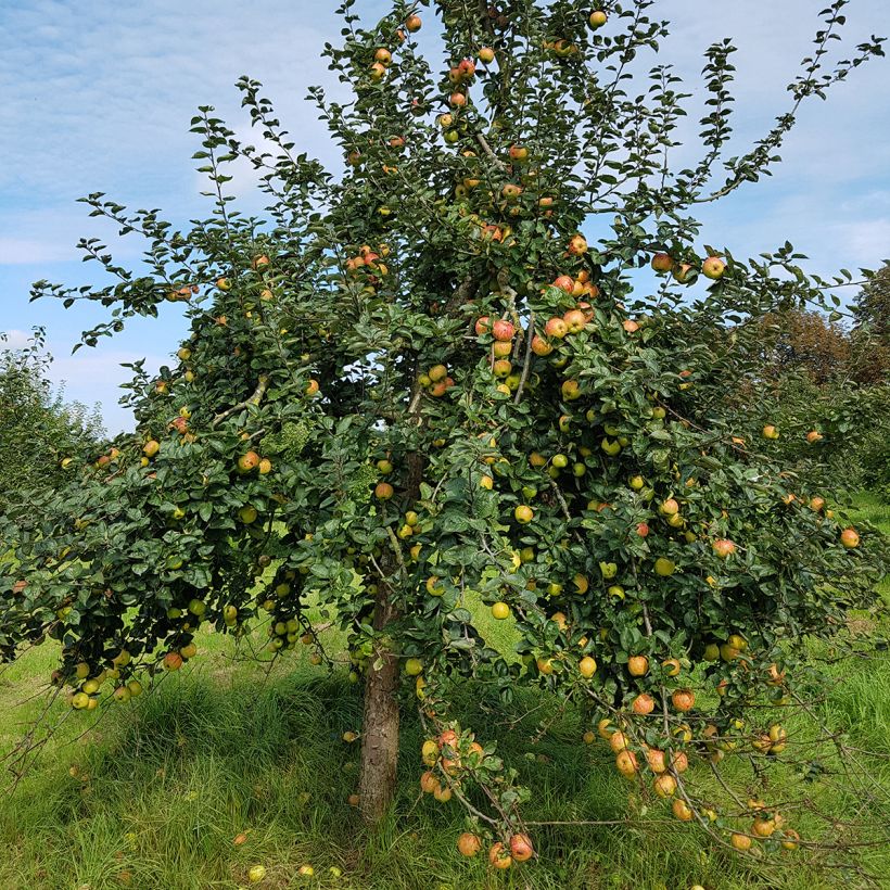 Appelboom Reinette de France (Groeiplaats)