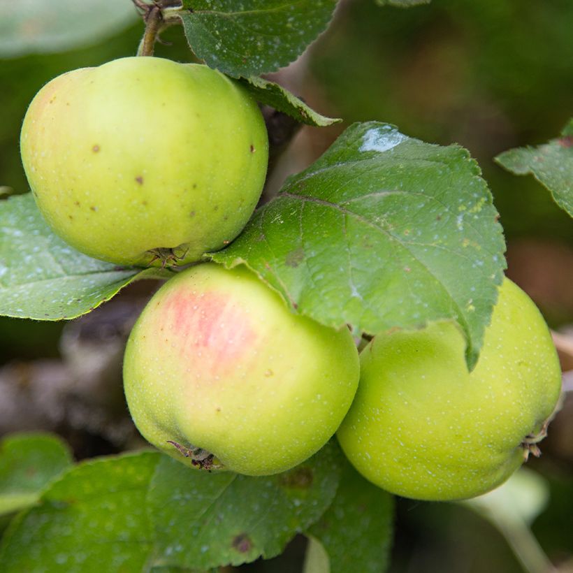Appelboom Reinette d'Anjou BIO (Oogst)