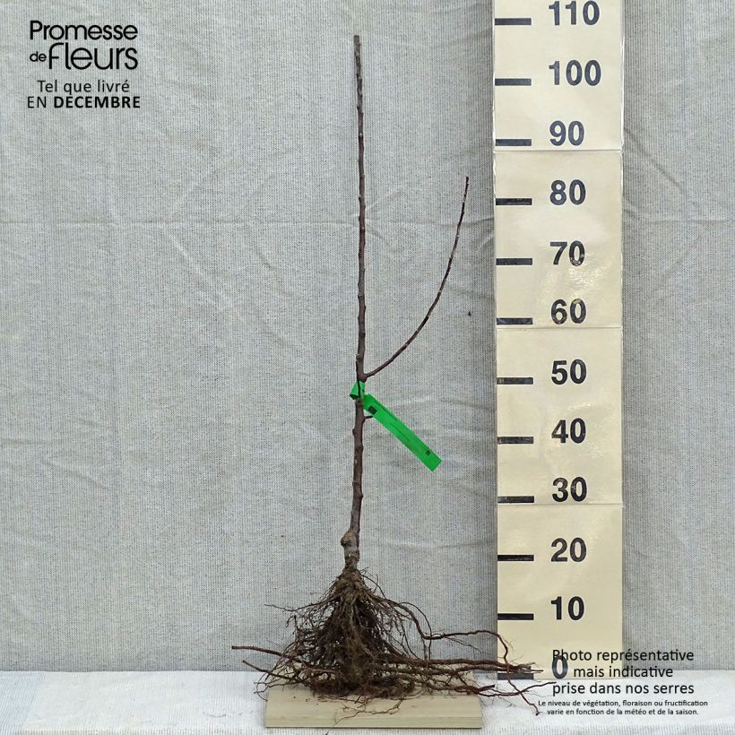 Exemplaar van Appelboom Reinette d'Anjou BIO Naakte wortel, Onderstam zoals geleverd in de winter