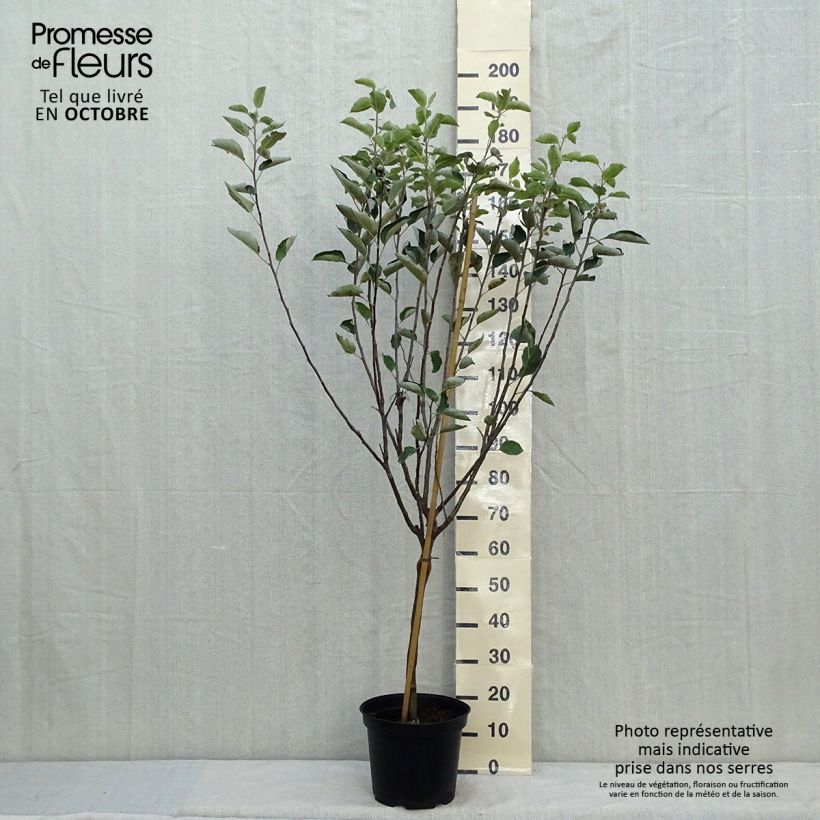 Exemplaar van Appelboom Reinette de Caux Pot van 7,5 l/10 l, Kelkvormig zoals geleverd in de herfst