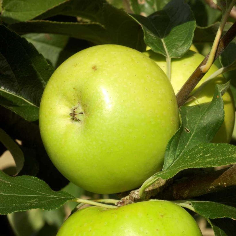 Appelboom Reinette du Mans (Oogst)