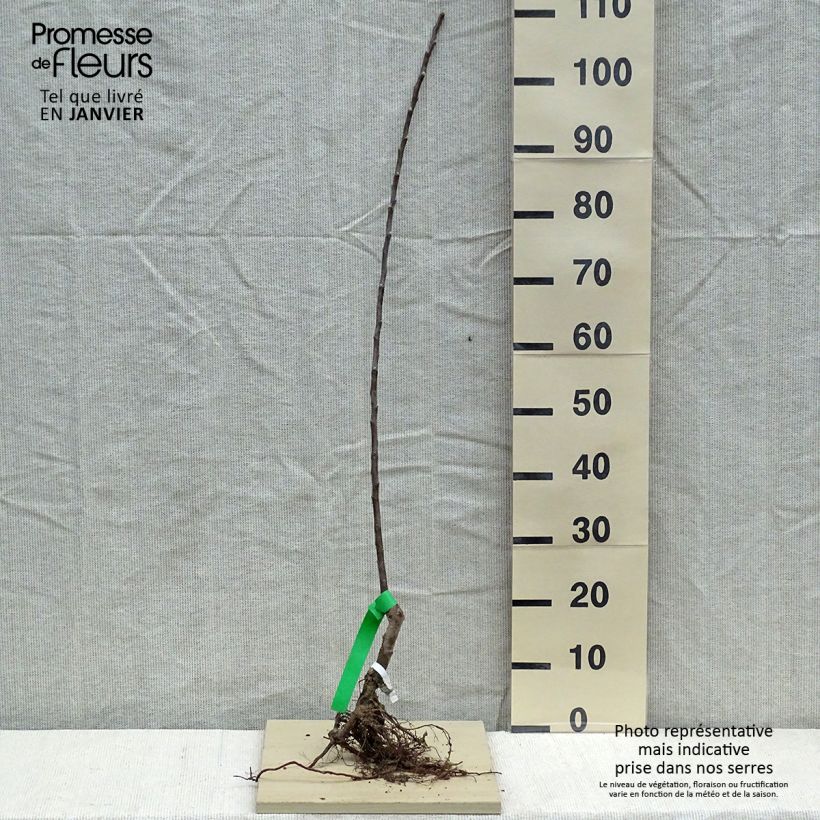 Exemplaar van Appelboom Reinette grise du Canada BIO Naakte wortel, Onderstam zoals geleverd in de winter