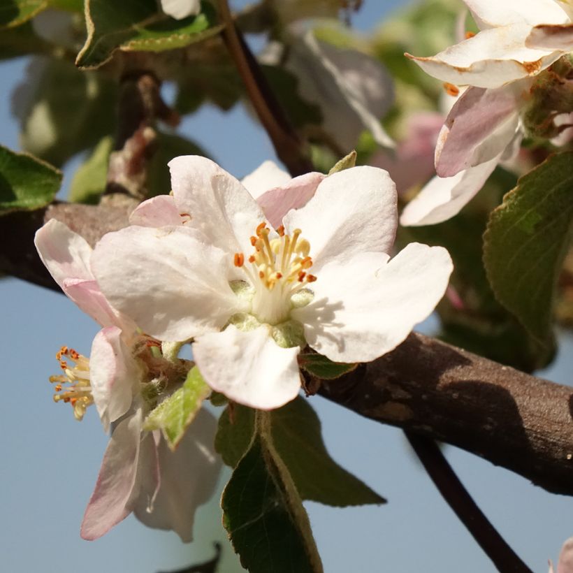 Appelboom Reinette grise du Canada (Bloei)