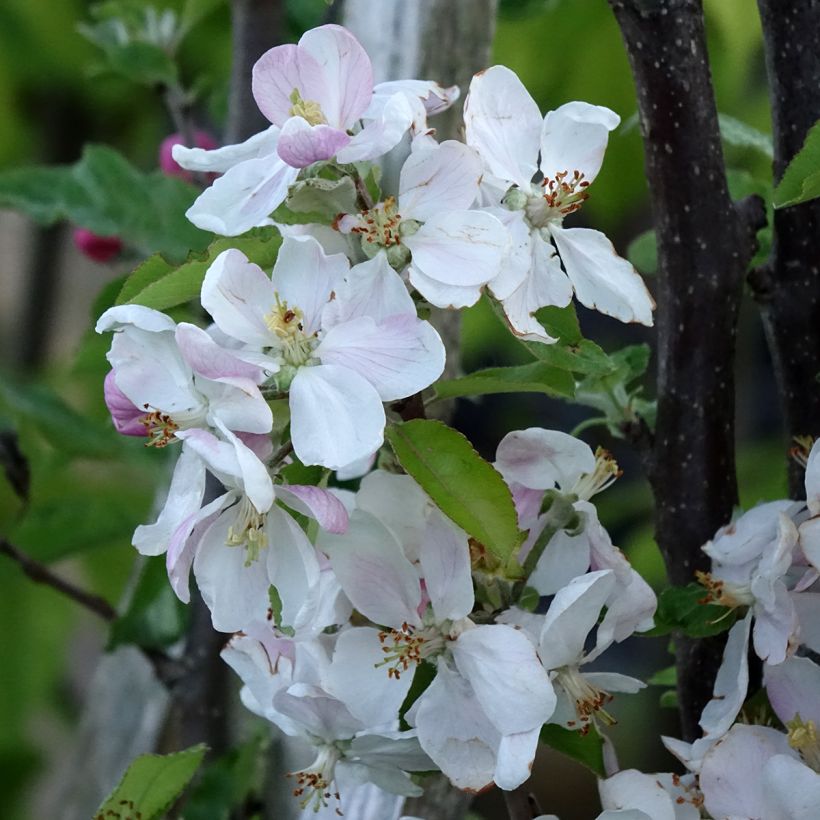 Appelboom Royale Delbard - Georges Delbard (Bloei)