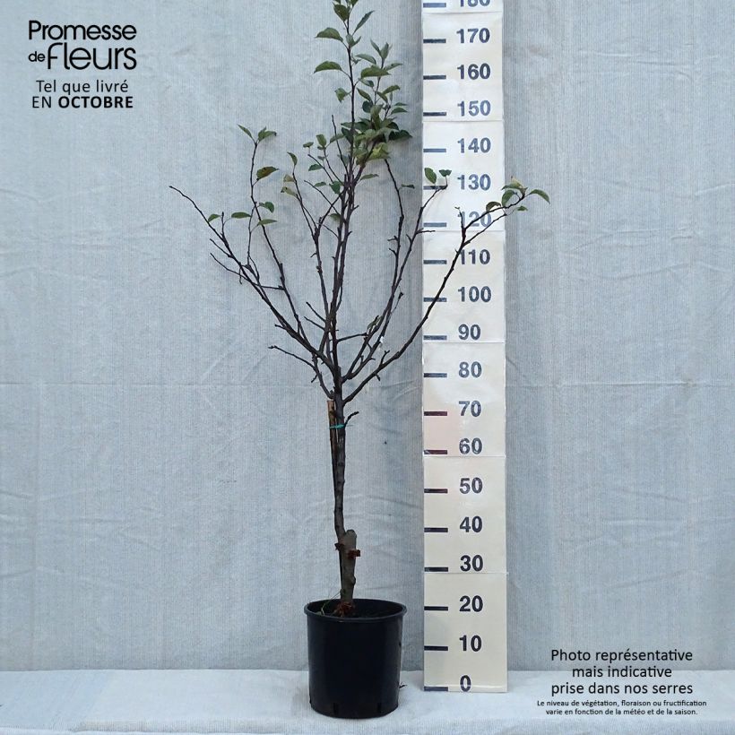 Exemplaar van Appelboom Starking Delicious Pot van 7,5 l/10 l, Half-hoge stam zoals geleverd in de herfst