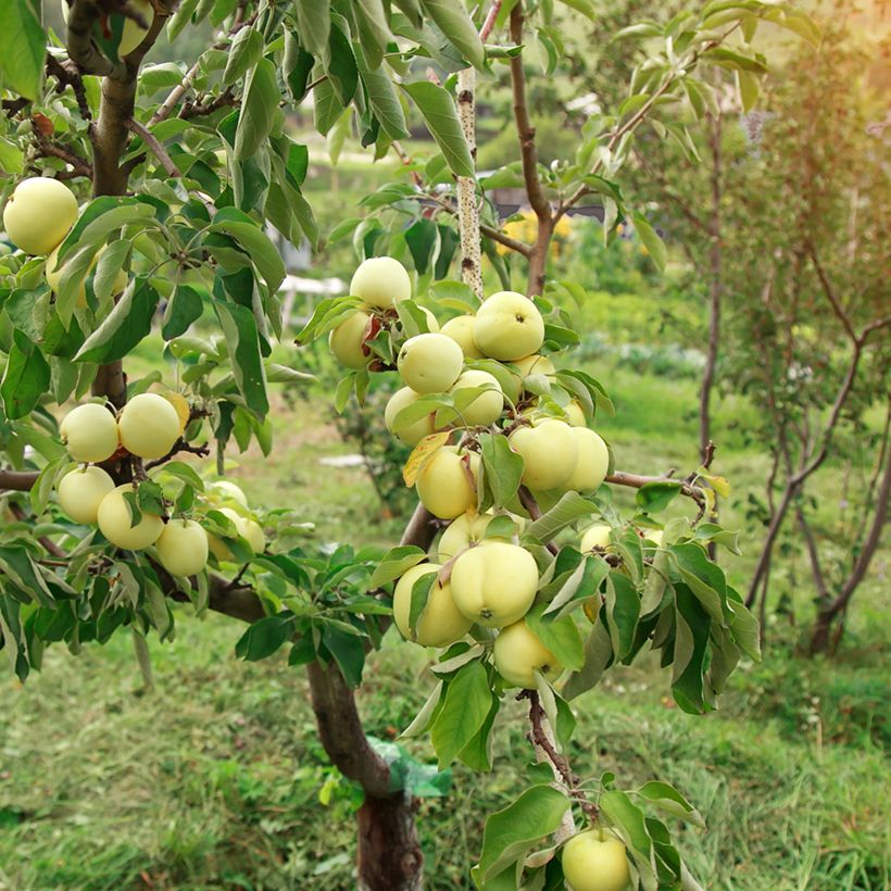 Appelboom Oogstappel (Gele Transparant) BIO (Groeiplaats)