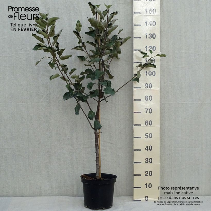 Exemplaar van Appelboom Transparente de Croncels Pot van 7,5 l/10 l, Kelkvormig zoals geleverd in de herfst