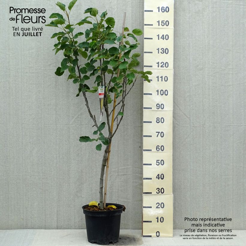 Exemplaar van Appelboom Transparente de Croncels Pot van 7,5 l/10 l, Kelkvormig zoals geleverd in de zomer