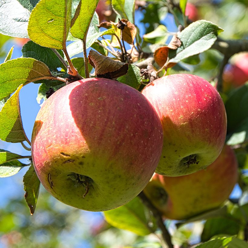 Appelboom Winston BIO (Oogst)