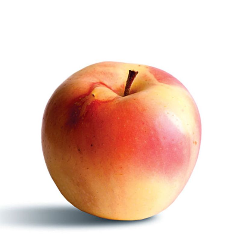 Appelboom Winter Banana (Oogst)