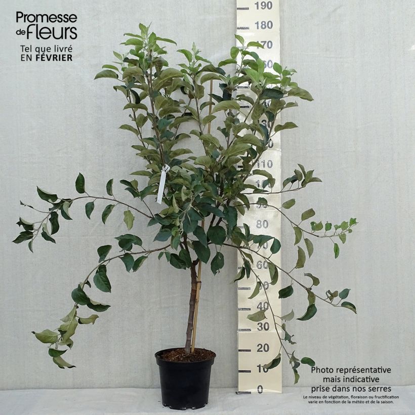 Exemplaar van Appelboom Winter Banana Pot van 7,5 l/10 l, Kelkvormig zoals geleverd in de herfst