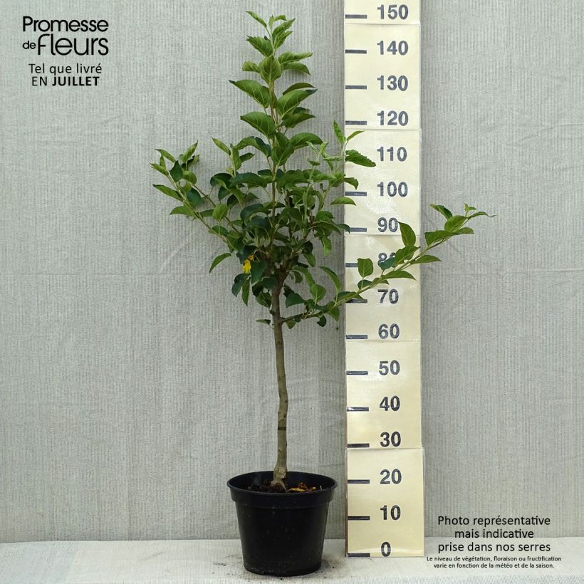 Exemplaar van Appelboom Winter Banana Pot van 7,5 l/10 l, Kelkvormig zoals geleverd in de zomer
