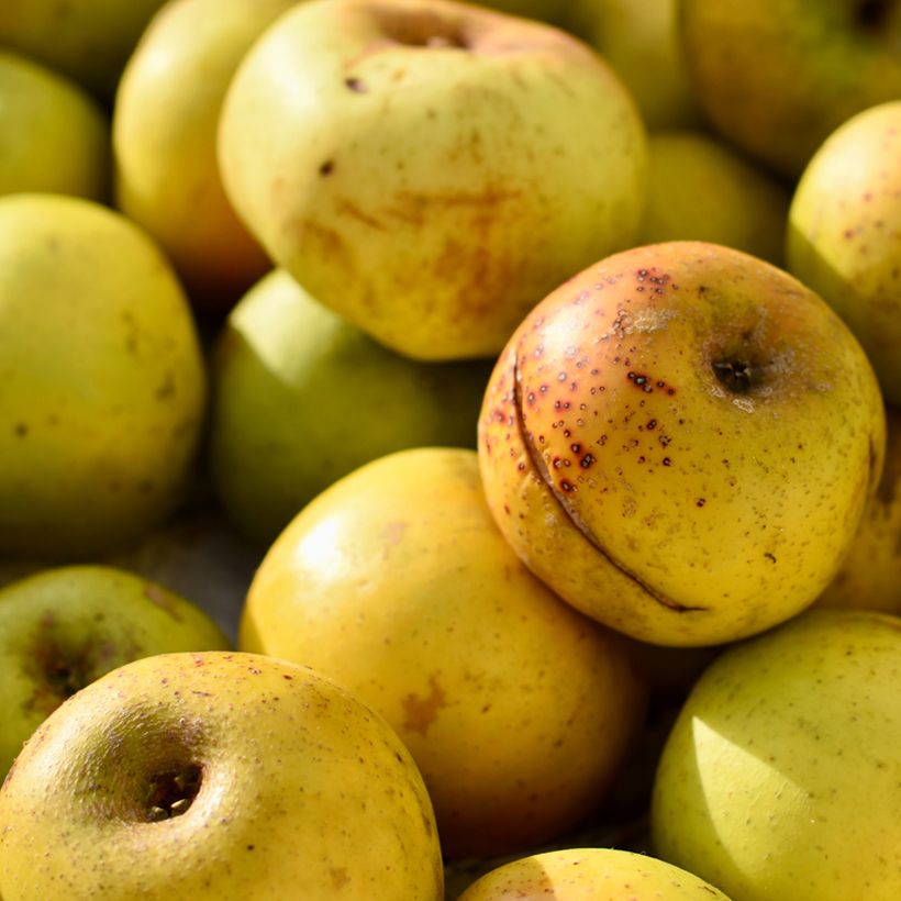 Ciderapppelboom Douce Coët Ligné (Oogst)