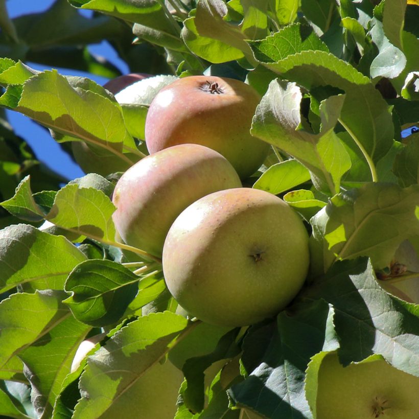 Ciderappel Groene Locard (Oogst)
