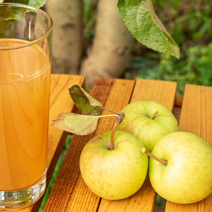 Ciderappel Petit Jaune (Oogst)