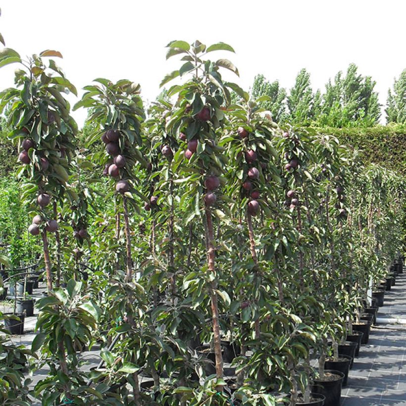 Zuilvormige appelboom Pomfital (Groeiplaats)