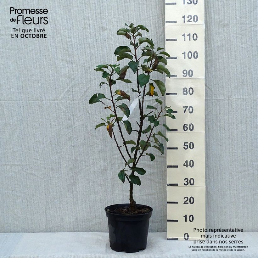Exemplaar van Zuilvormige appelboom Rondo Pot van 6 l/7 l, Zuilvormig zoals geleverd in de herfst