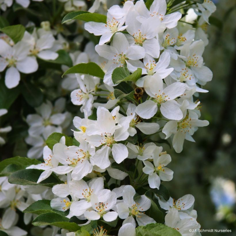 Malus Ivory Spear - Sierappel (Bloei)
