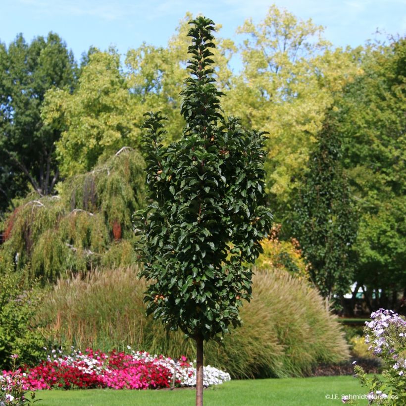 Malus Ivory Spear - Sierappel (Groeiplaats)