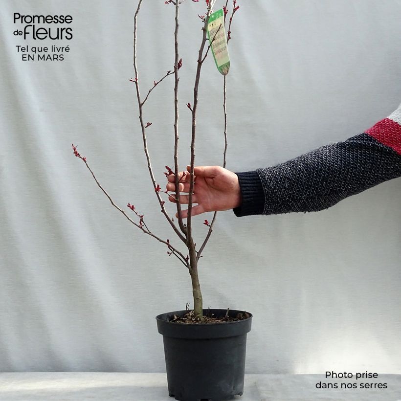 Example of Malus Liset - Sierappel Pot van 7,5 l/10 l as you get in printemps
