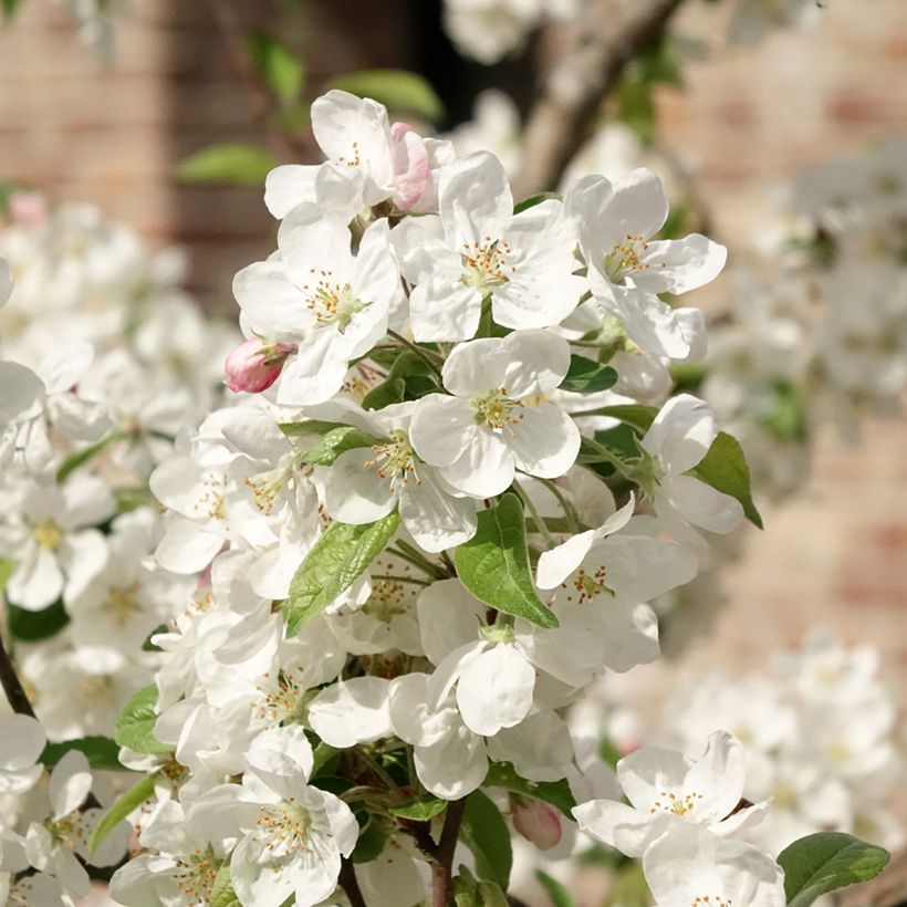 Malus Evereste Perpetu - Sierappel (Bloei)