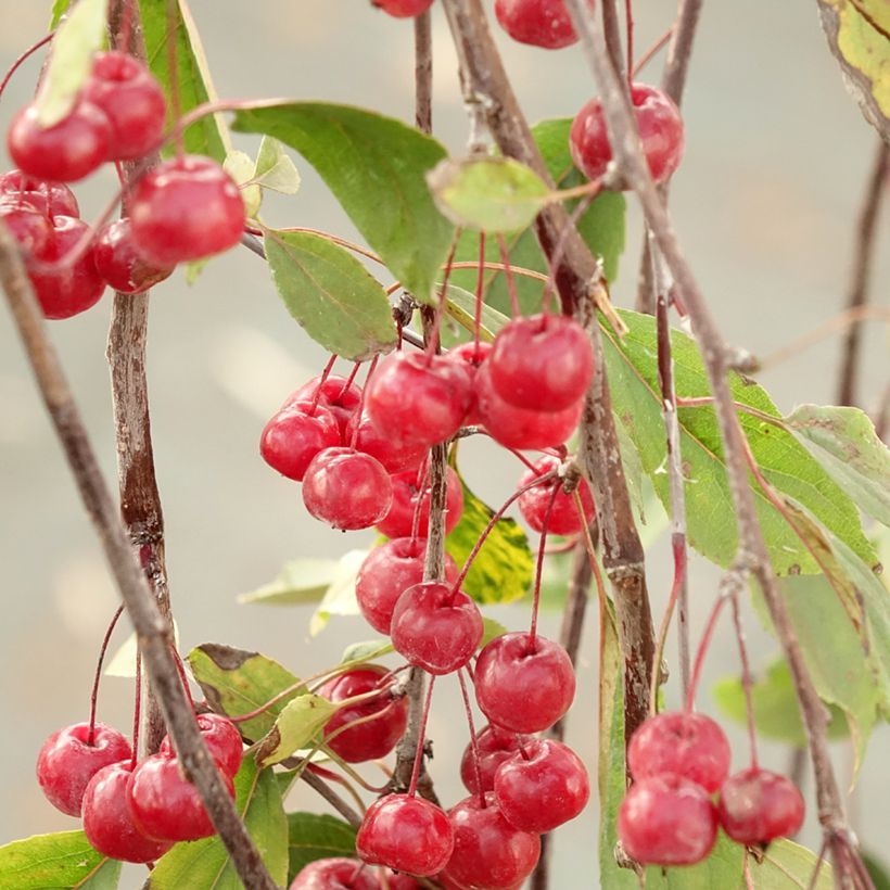 Malus Royal Beauty - Sierappel (Oogst)