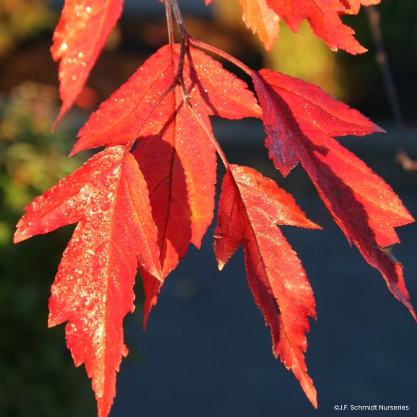 Malus Royal Raindrops - Sierappel (Blad)