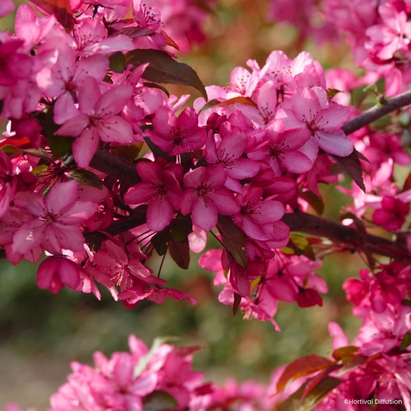 Malus Royal Raindrops - Sierappel (Bloei)