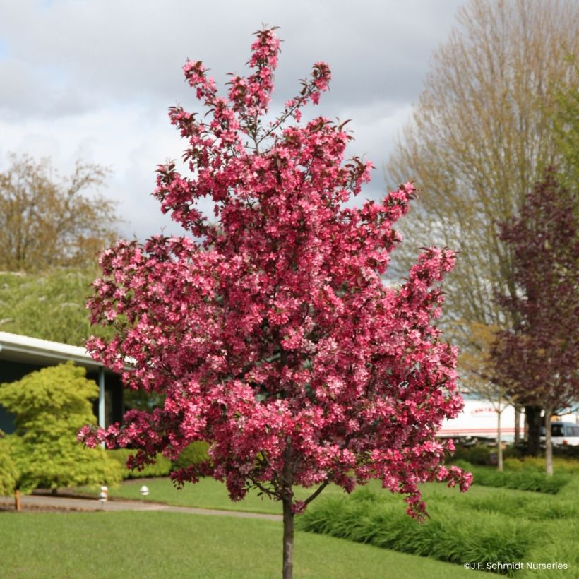 Malus Royal Raindrops - Sierappel (Groeiplaats)