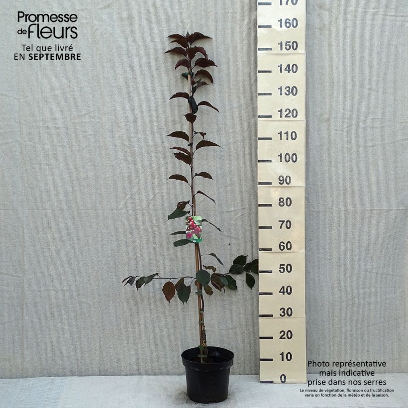 Exemplaar van Malus Royalty - Sierappel Pot van 4 l/5 l zoals geleverd in de zomer