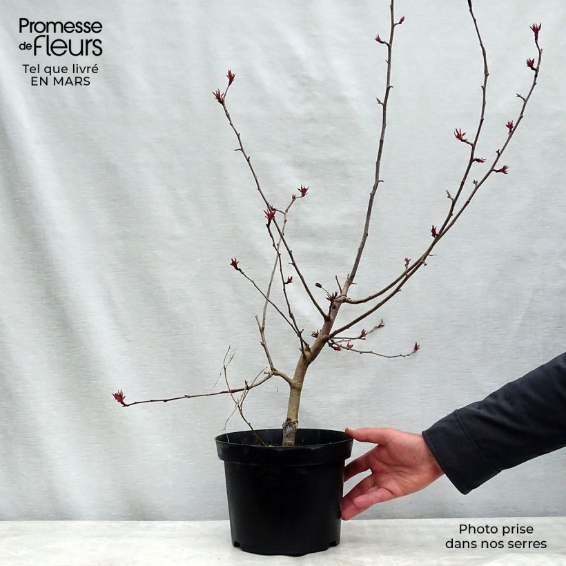 Exemplaar van Malus Rudolph - Sierappel Pot van 4 l/5 l zoals geleverd in de winter