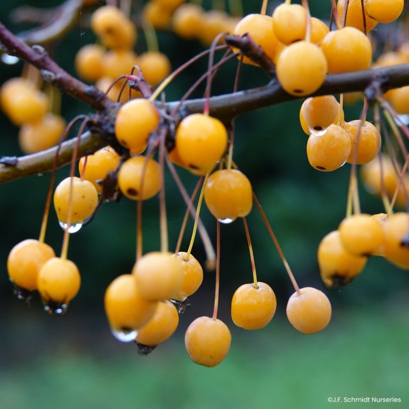 Malus JFS Sparkling Sprite - Appelboom (Oogst)