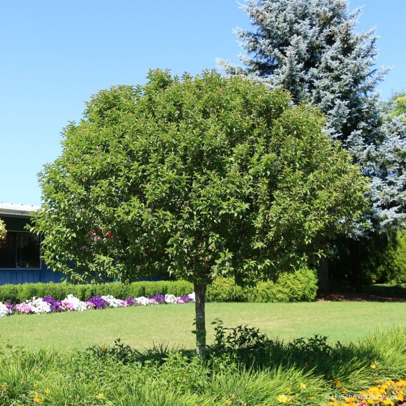 Malus JFS Sparkling Sprite - Appelboom (Groeiplaats)